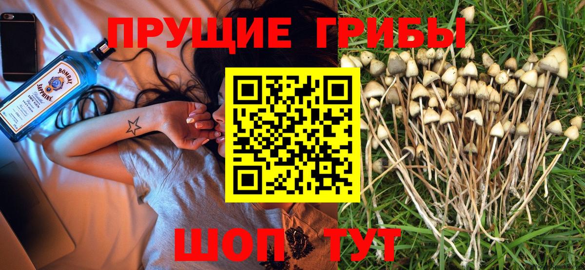Галлюциногенные грибы Psilocybine cubensis Находка